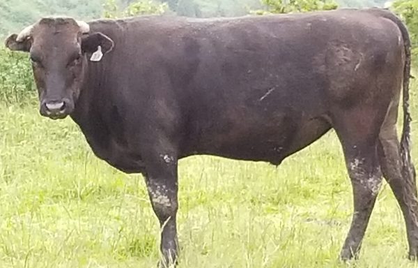 100% Wagyu beef - Prime steer - reservation in quarters  (Matt's Meats, Kelso, June 2020) - Image 3