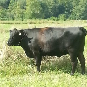 Purebred Wagyu Kobe beef - Prime female
