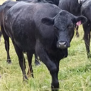 American Kobe Beef - Prime Steer