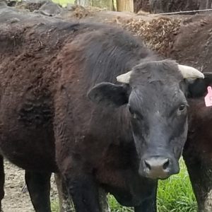 Purebred Wagyu Kobe beef - Prime Steer