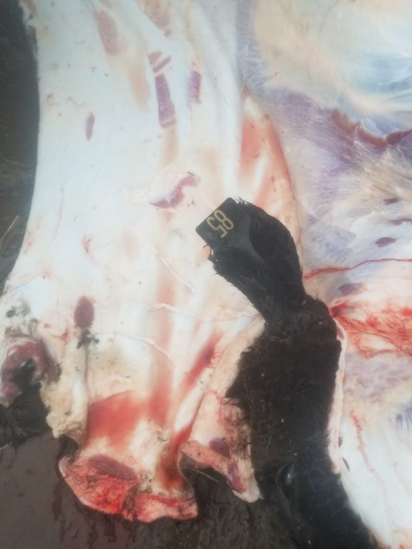 American Kobe beef - Young  - Full quarter  (Matts Meats, Kelso, WA Ready Nov 2021) - Image 2