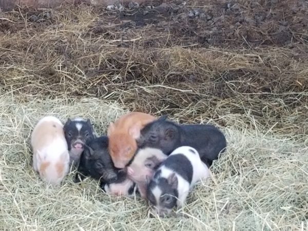 Pasture raised Roaster pigs