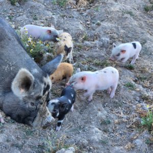 Homestead Pigs